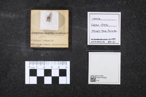 Lamna infraphylum Gnathostomata Cuvier, 1816 - 010038984_L010096564
