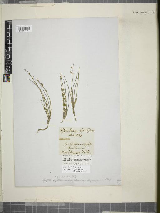 Nepeta depauperata Benth. - 014608612