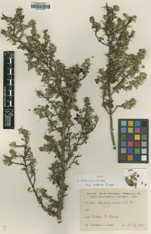 Barleria crassa subsp. ramulosoides I.Darbysh. - BM001010587