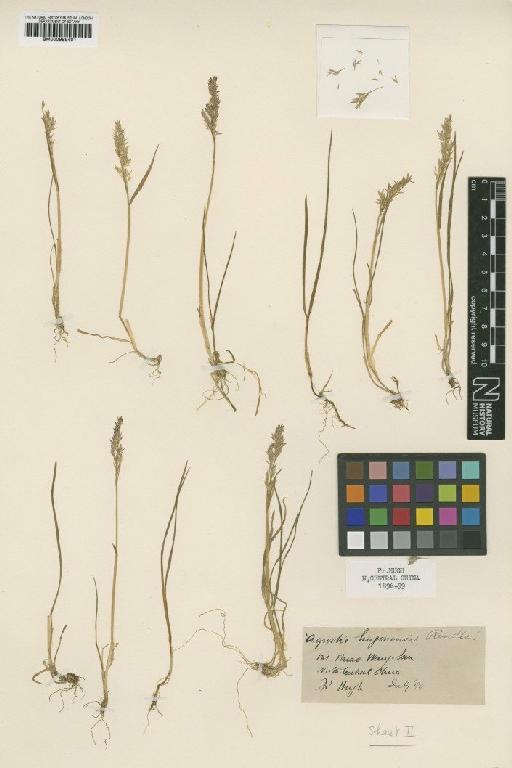 Agrostis hugonensis Rendle - BM000959401