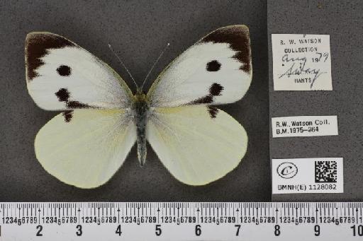 Pieris brassicae (Linnaeus, 1758) - BMNHE_1128082_84940