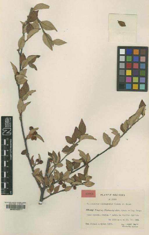 Cotoneaster sikangensis Flinck & B.Hylmo - BM000602217