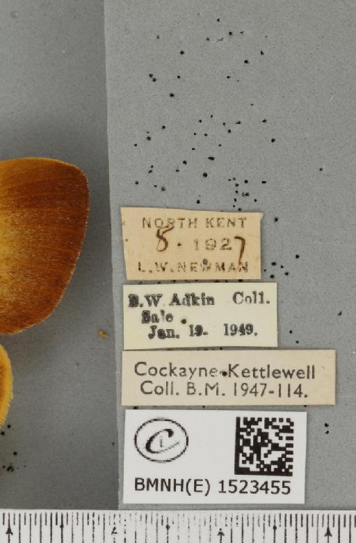 Lasiocampa quercus quercus ab. latovirgata Tutt, 1902 - BMNHE_1523455_label_193324