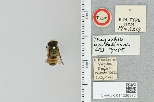 Megachile (Anodonteutricharaea) umtaliensis Cockerell, T., 1933 - 014026377_837878_601018-