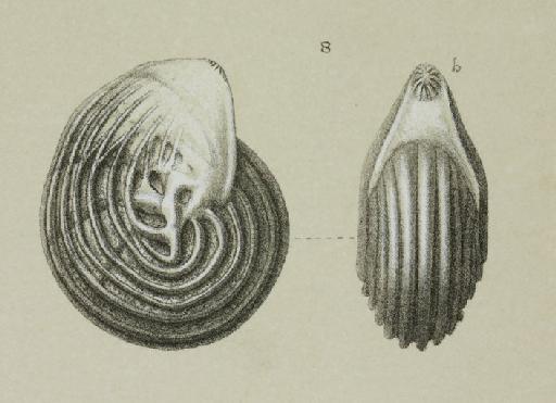 Cristellaria costata Fichtel and Moll - ZF1314_71_8_Lenticulina.jpg