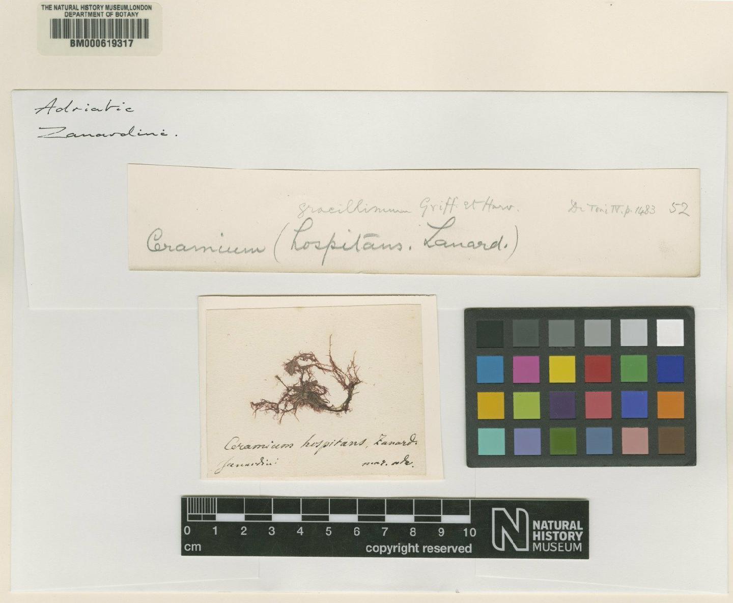 To NHMUK collection (Ceramium hospitans Zanardini; NHMUK:ecatalogue:4790746)