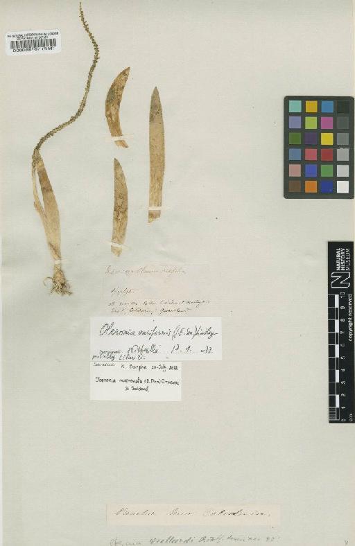 Oberonia mucronata (D.Don) Seidenf. - BM000088467