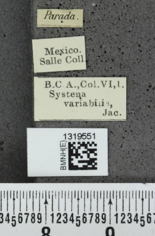 Systena variabilis Jacoby, 1884 - BMNHE_1319551_label_26491
