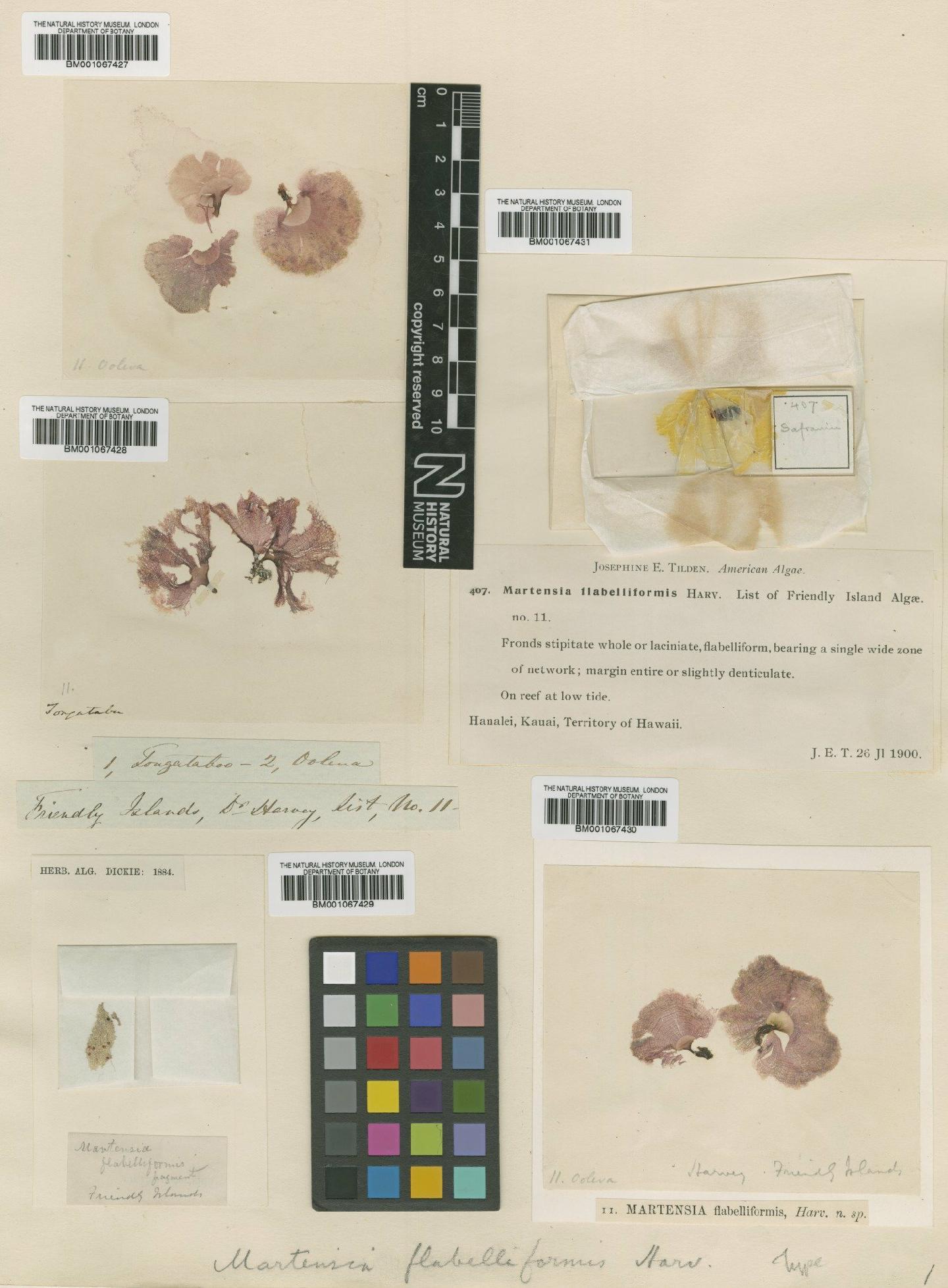 To NHMUK collection (Neomartensia flabelliformis (Harv. ex J.Agardh) T.Yoshida & Mikami; NHMUK:ecatalogue:2288204)