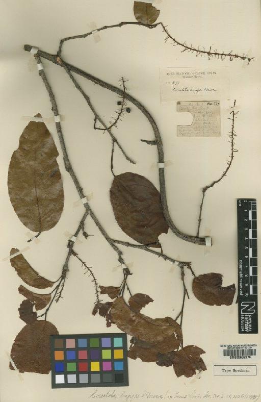 Coccoloba longipes Moore - BM000603276