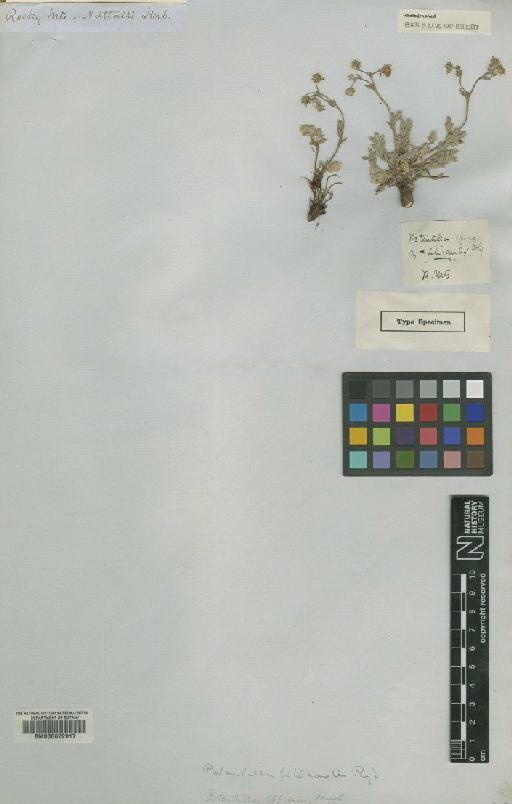 Potentilla effusa Douglas ex Lehm. - BM000622917