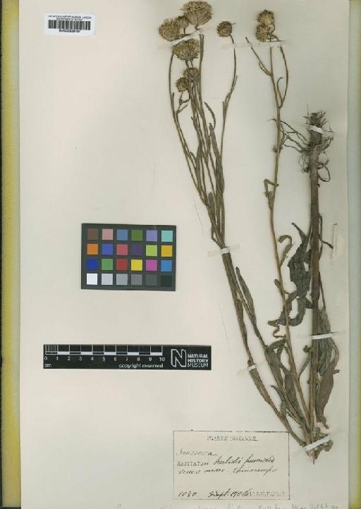 Saussurea chinnampoensis H.Lév. & Vaniot - BM000939167