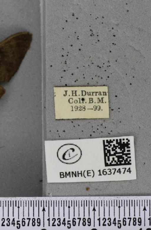 Macroglossum stellatarum (Linnaeus, 1758) - BMNHE_1637474_label_206147
