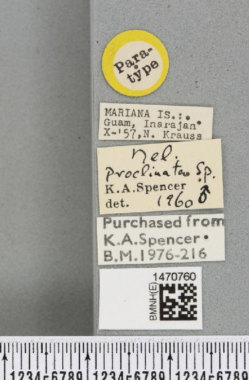 Melanagromyza proclinata Spencer, 1963 - BMNHE_1470760_label_46276