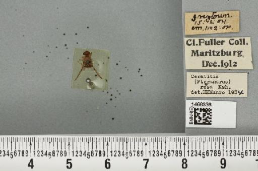 Ceratitis (Pterandrus) quilicii De Meyer et al., 2016 - BMNHE_1466336_26958