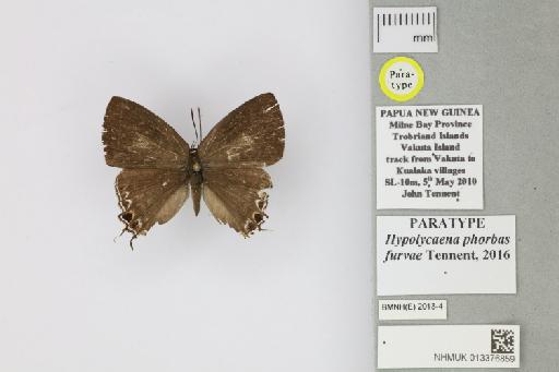 Hypolycaena phorbas furvae Tennent, 2016 - 013376859_Hypolycaena_phorbas_furvae_Tennent_2016_PT