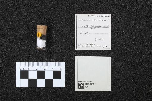 Notidanus microdon infraphylum Gnathostomata Agassiz, 1843 - 010038521_L010040999