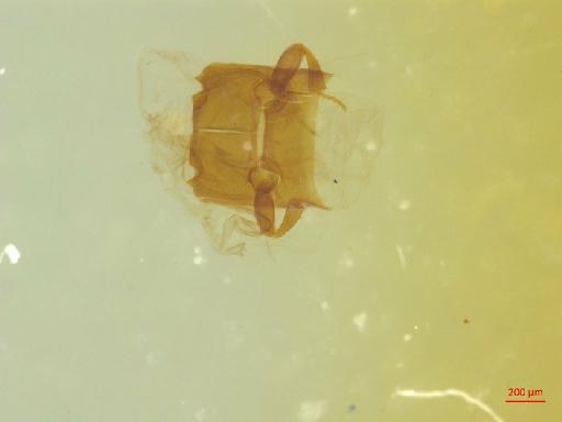 Histeridae Gyllenhal, 1808 - 010130277___2