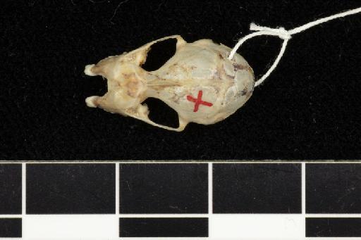 Hipposideros speoris pulchellus - 1913_4_10_13-Hipposideros_speoris_pulchellus-Type-Skull-dorsal