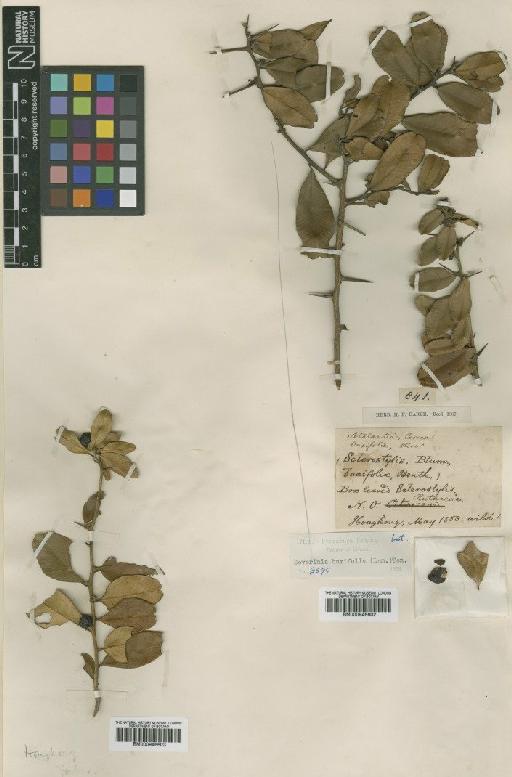 Atalantia buxifolia (Poir.) Oliv. - BM000946603