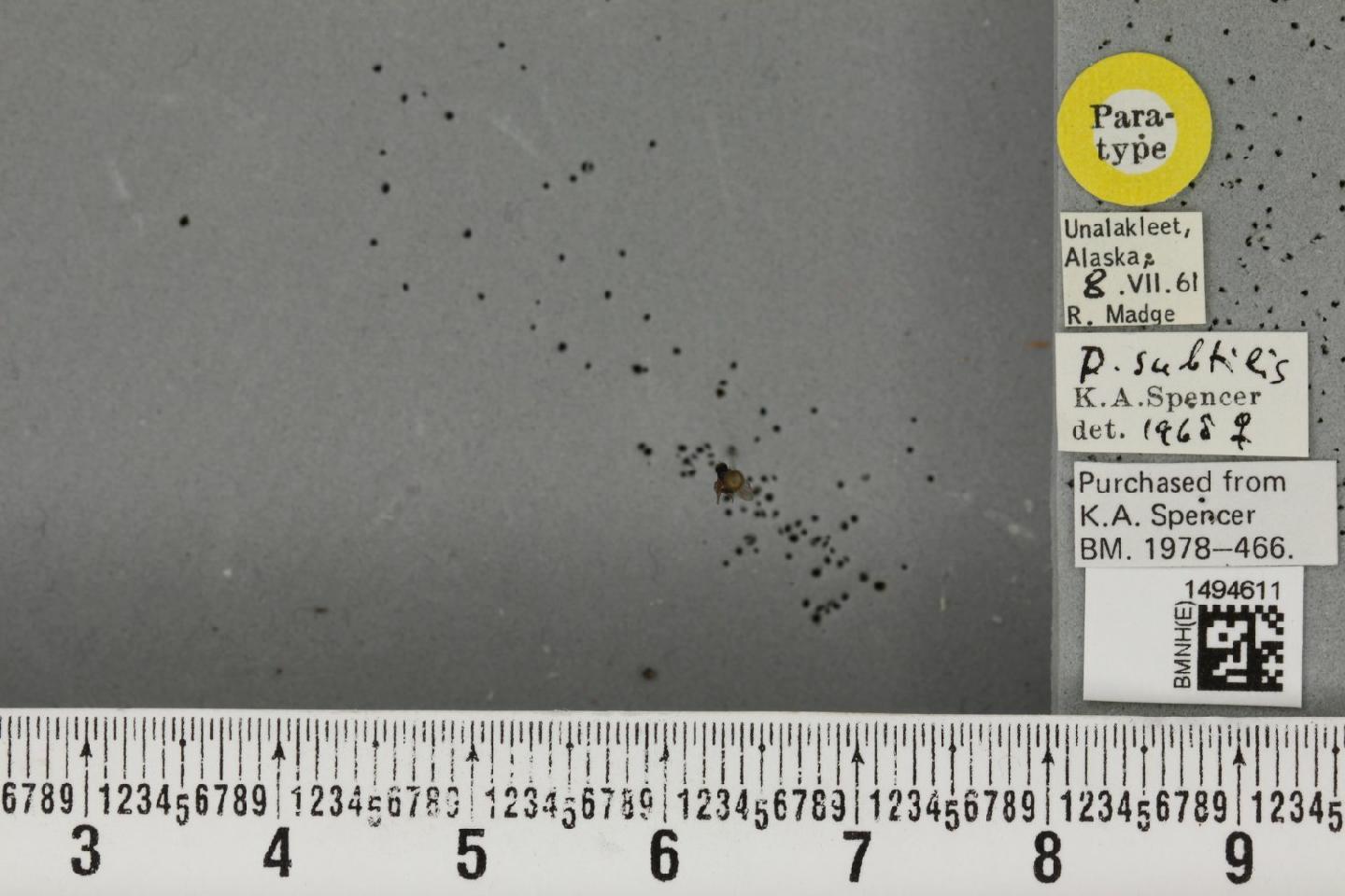 Phytomyza subtilis