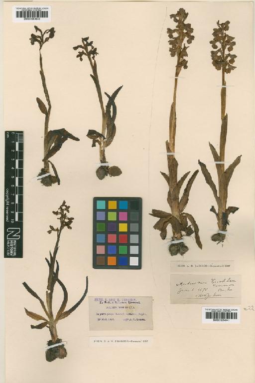 Anacamptis morio (L.) R.M.Bateman, Pridgeon & M.W.Chase - BM001054941.tif