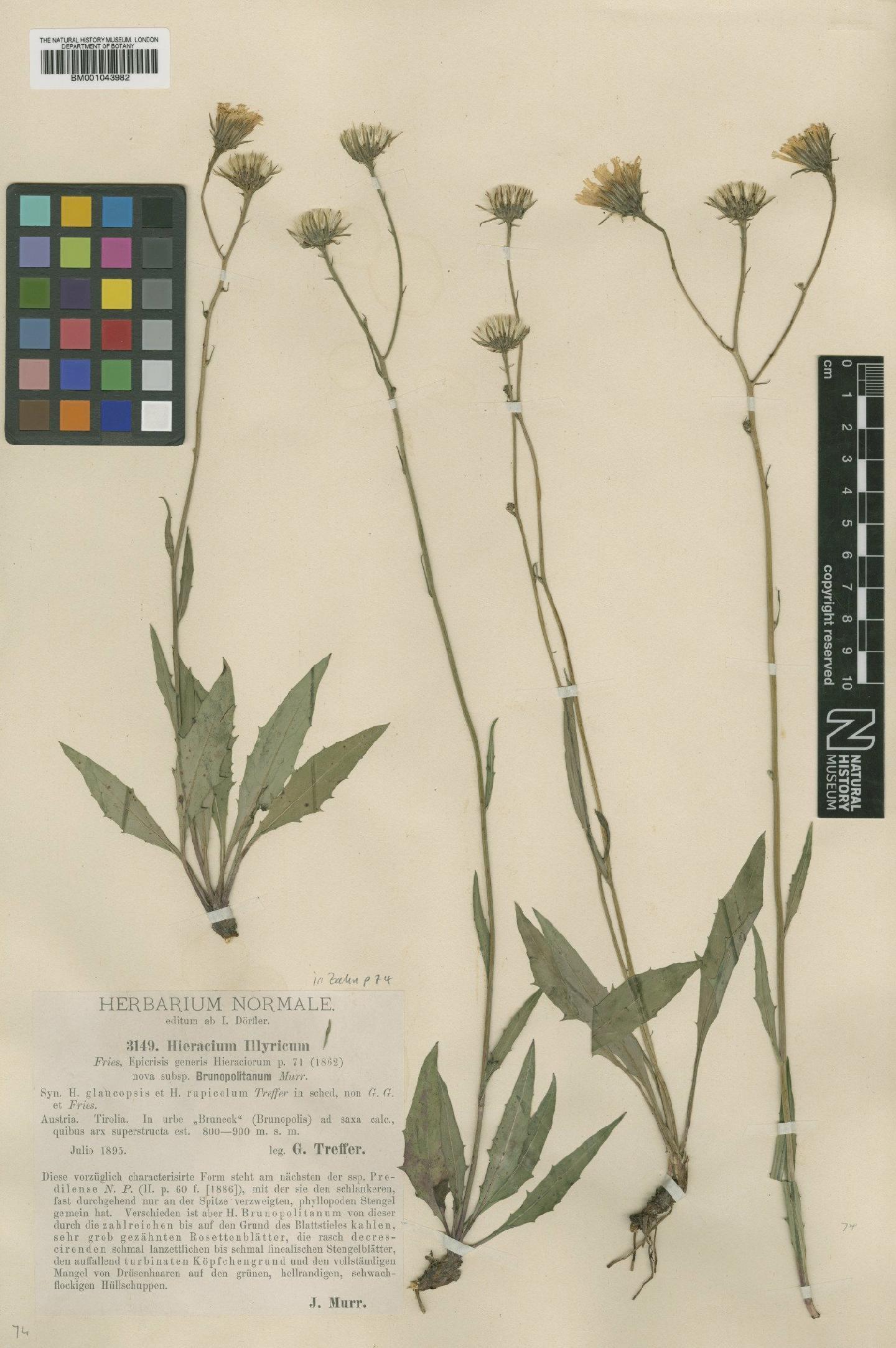 To NHMUK collection (Hieracium illyricum Fr.; TYPE; NHMUK:ecatalogue:2395305)