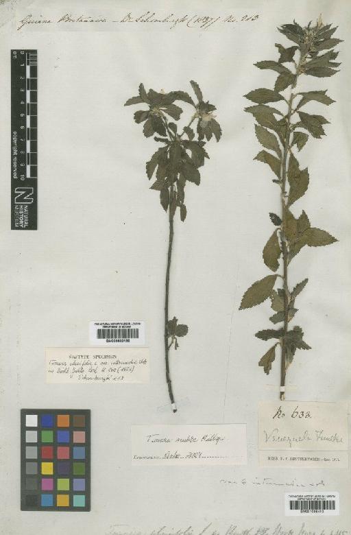 Turnera scabra Millsp. - BM001008410