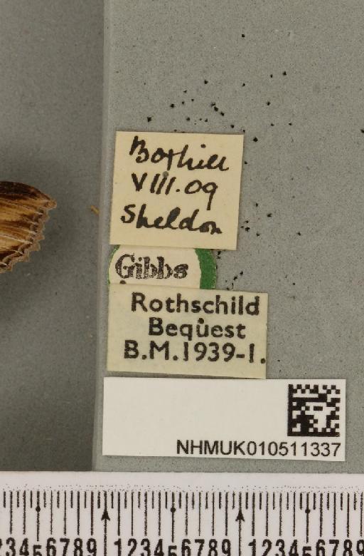 Cucullia lychnitis Rambur, 1833 - NHMUK_010511337_label_569070