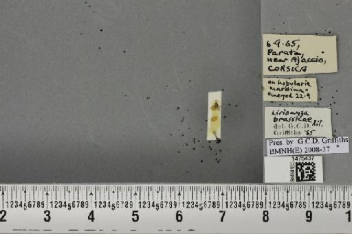 Liriomyza brassicae (Riley, C.V., 1884) - BMNHE_1475437_49240