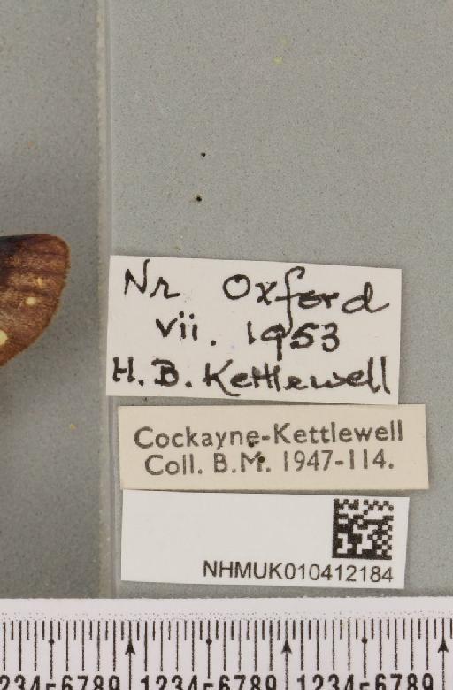 Callimorpha dominula Reich, 1934 - NHMUK_010412184_label_522055