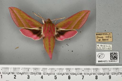 Deilephila elpenor (Linnaeus, 1758) - BMNHE_1640427_206562