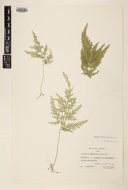 Selaginella moellendorffii Hieron. - 000779654