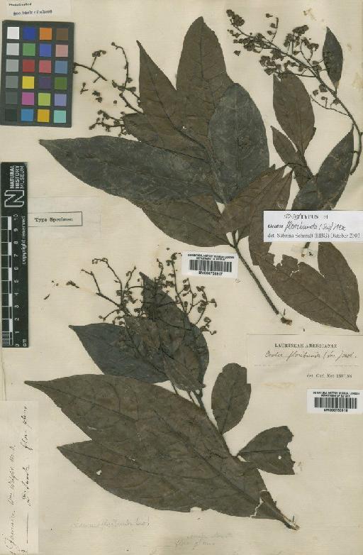 Ocotea floribunda (Sw.) Mez - BM000758918