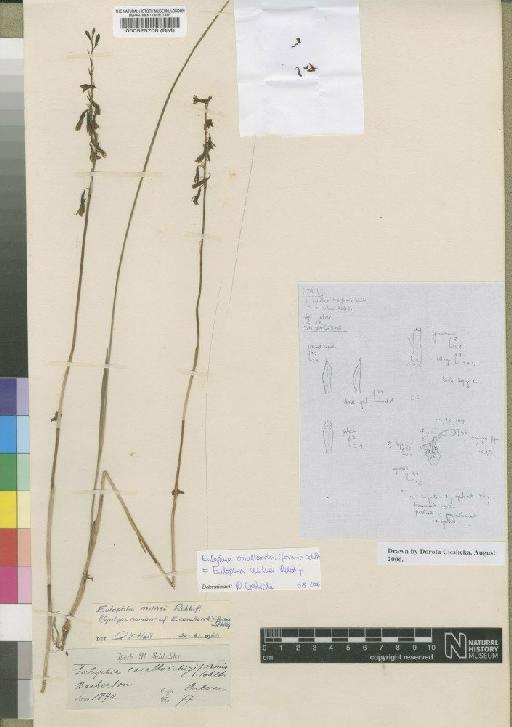 Eulophia milnei Rchb.f. - BM000525708