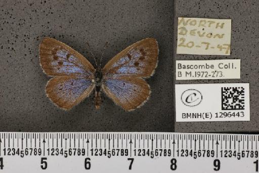 Maculinea arion eutyphron ab. occidentalis le Chamberlin, 1908 - BMNHE_1296443_147542