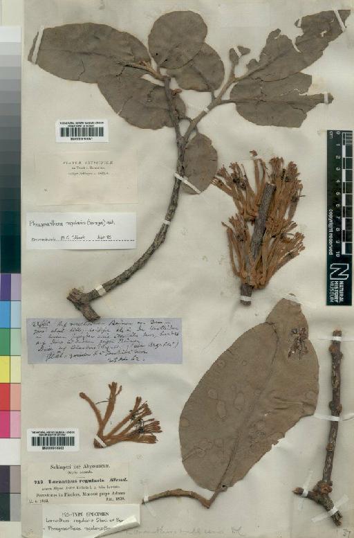 Phragmanthera regularis M.G.Gilbert - BM000910952