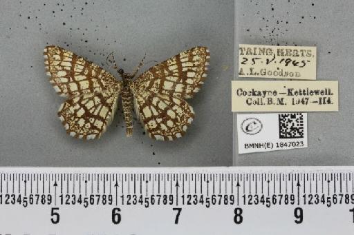 Chiasmia clathrata clathrata (Linnaeus, 1758) - BMNHE_1847023_423578
