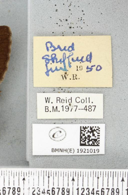 Alcis repandata repandata (Linnaeus, 1758) - BMNHE_1921019_label_476798