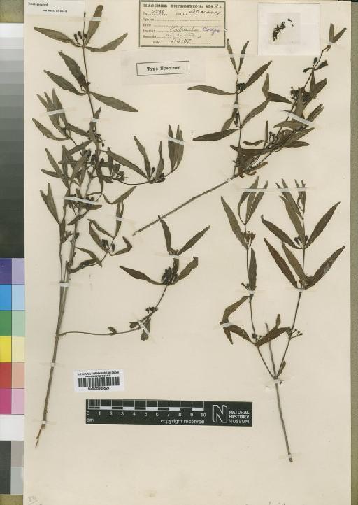 Fadogia salictaria Moore - BM000903521