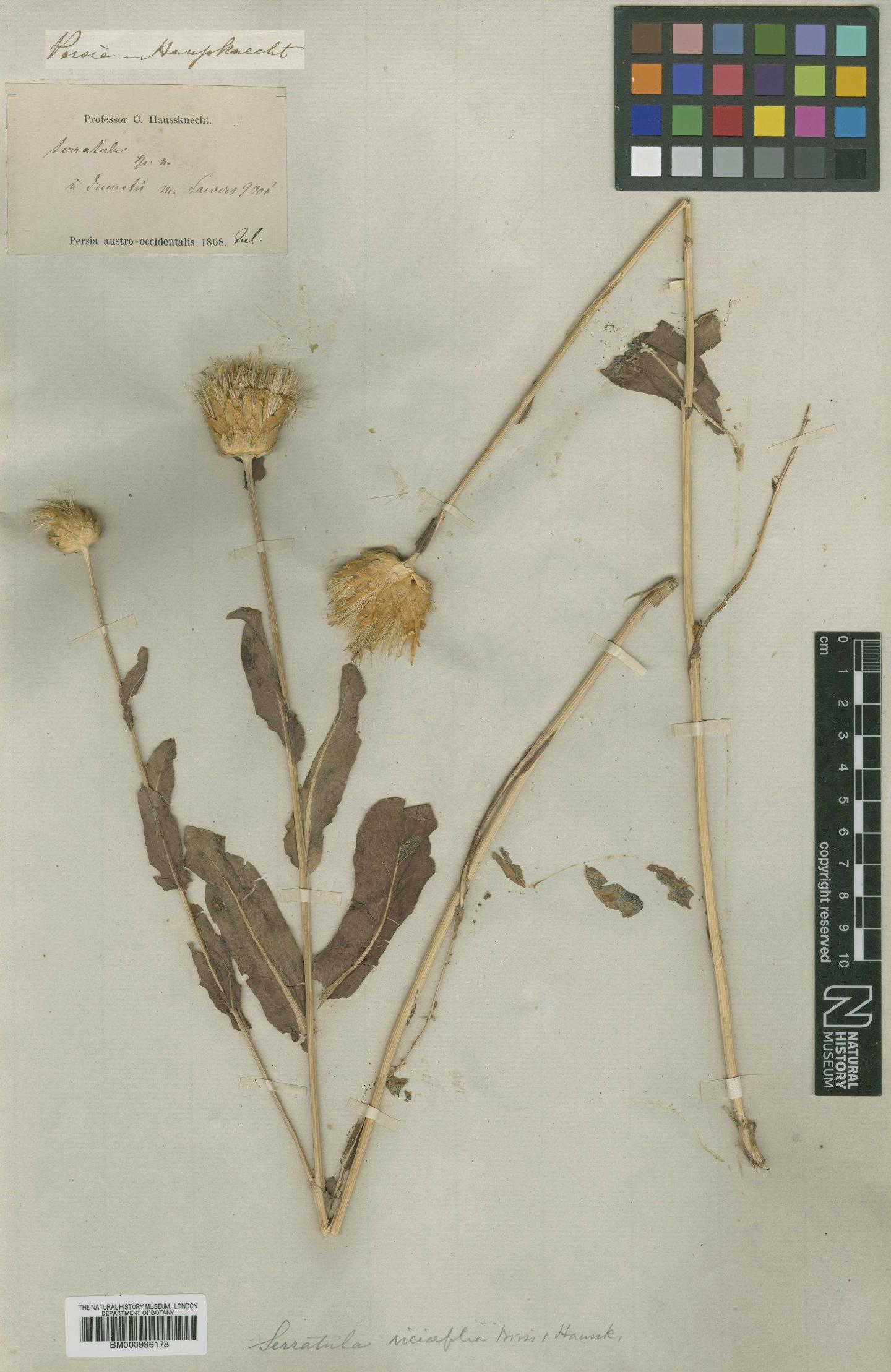 To NHMUK collection (Schumeria viciifolia (Boiss. & Hausskn.) Iljin; Type; NHMUK:ecatalogue:479758)