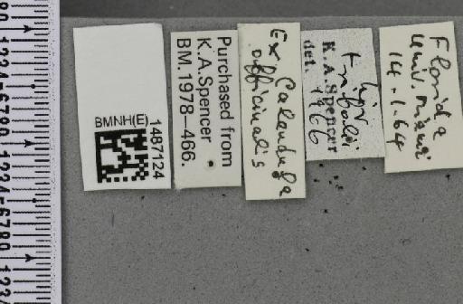 Liriomyza sativae Blanchard, E.E., 1938 - BMNHE_1487124_label_51361