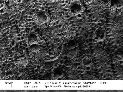 Smittinella zealandiae - PI D 32508 - Smittoidea zelandiae