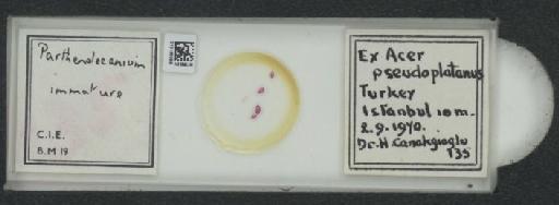Parthenolecanium corni (Bouche, 1844) - 010138089_117397_1101018