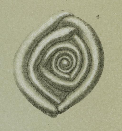 Ophthalmidium inconstans - ZF2021_12_6_Cornuloculina_tumidula.jpg