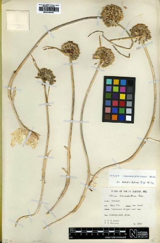 Allium chamaespathum Boiss. - BM000895936