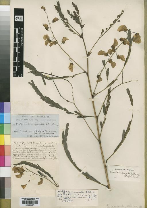 Sesbania macrantha Welw. ex E.Phillips & Hutch. - BM000842879