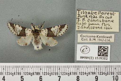 Furcula bicuspis (Borkhausen, 1790) - BMNHE_1539302_241986
