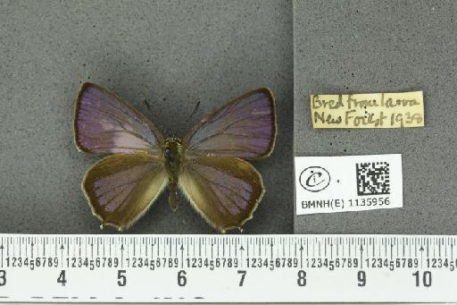 Neozephyrus quercus ab. caerulescens Lempke, 1936 - BMNHE_1135956_94053