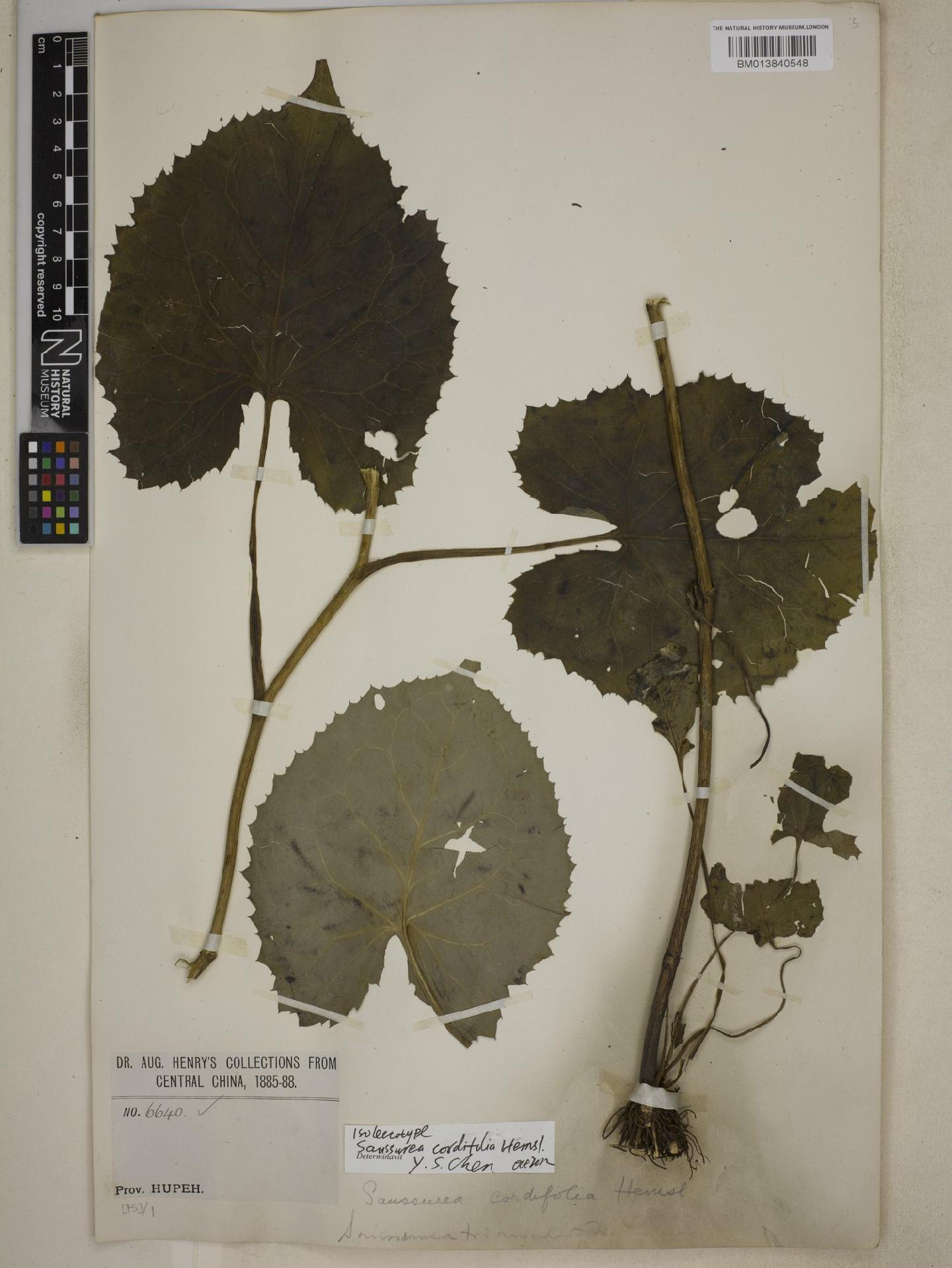 To NHMUK collection (Saussurea cordifolia Hemsl.; ISOLECTOTYPE; NHMUK:ecatalogue:9040069)